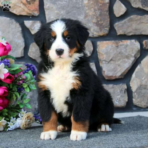 Brenda, Bernese Mountain Dog Puppy