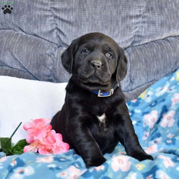 Brie, Black Labrador Retriever Puppy