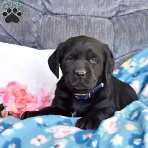Brie, Black Labrador Retriever Puppy