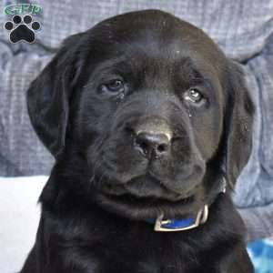 Brie, Black Labrador Retriever Puppy