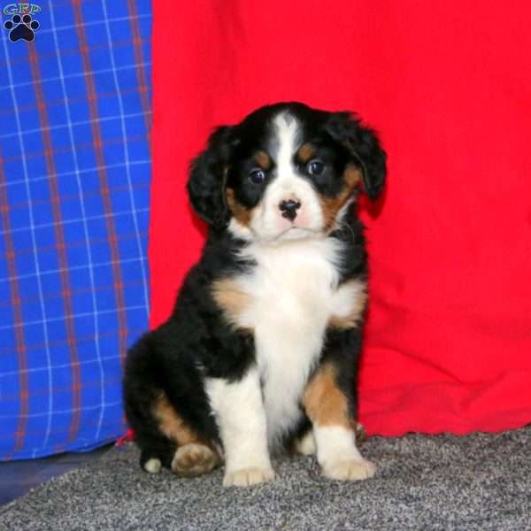 Brie, Miniature Bernese Mountain Dog Puppy