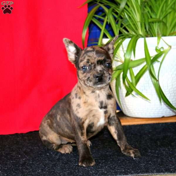 Brie, French Bulldog Mix Puppy