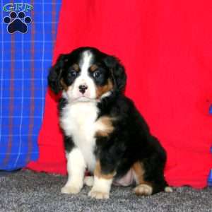 Brie, Miniature Bernese Mountain Dog Puppy