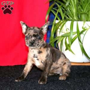 Brie, French Bulldog Mix Puppy