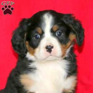 Brie, Miniature Bernese Mountain Dog Puppy