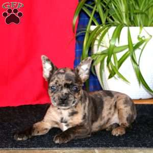 Brie, French Bulldog Mix Puppy