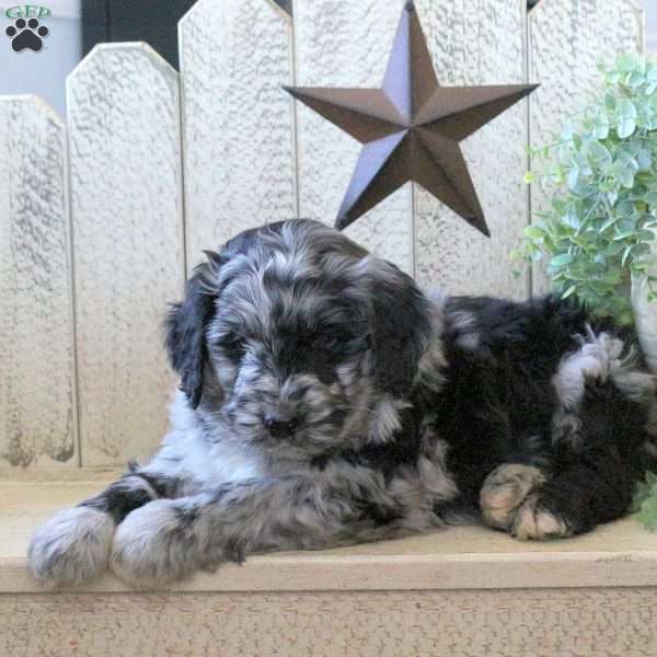 Briggs, Bernedoodle Puppy