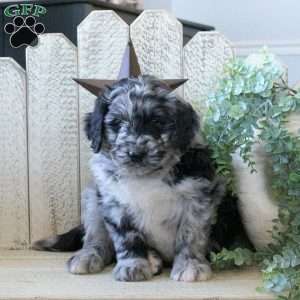 Briggs, Bernedoodle Puppy