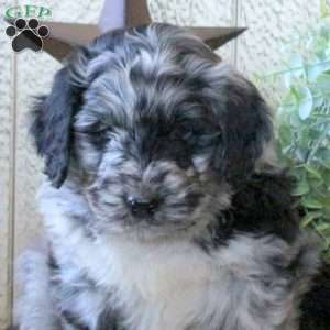 Briggs, Bernedoodle Puppy
