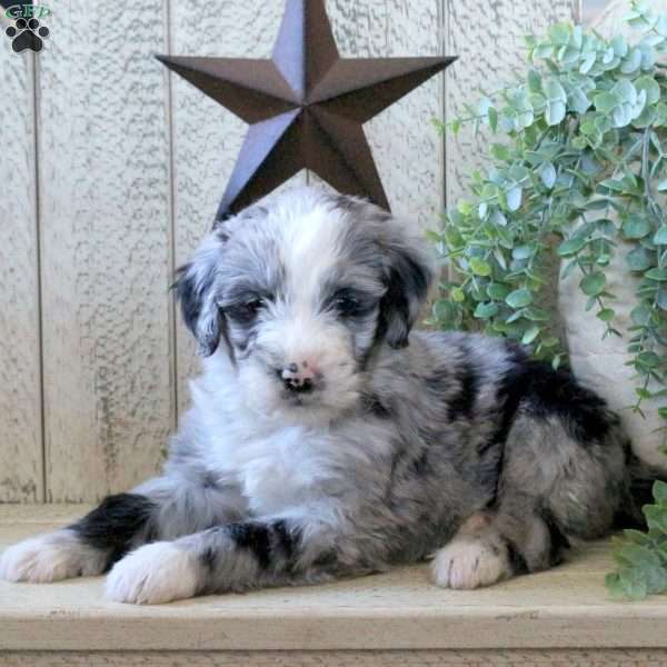 Brio, Bernedoodle Puppy