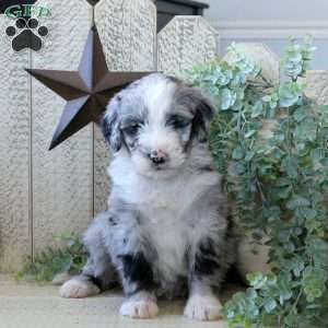 Brio, Bernedoodle Puppy