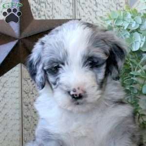 Brio, Bernedoodle Puppy