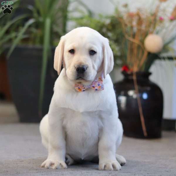 Brittany, Yellow Labrador Retriever Puppy
