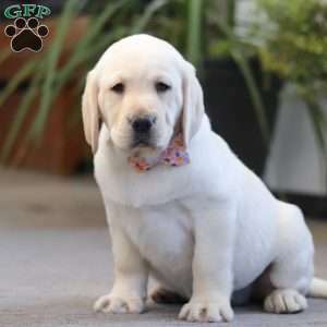 Brittany, Yellow Labrador Retriever Puppy