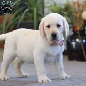 Brittany, Yellow Labrador Retriever Puppy