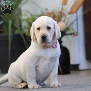 Brittany, Yellow Labrador Retriever Puppy