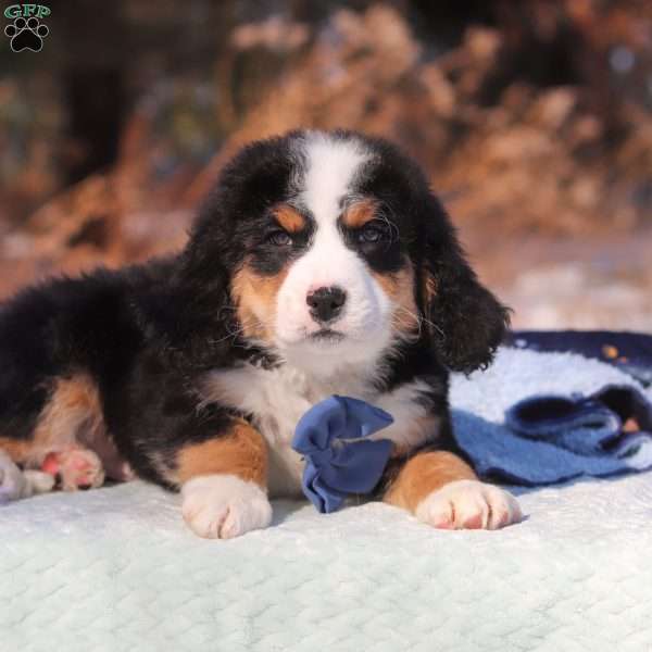 Brody, Mini Bernedoodle Puppy