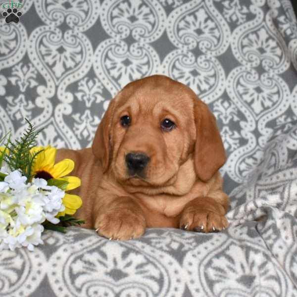 Brody, Fox Red Labrador Retriever Puppy
