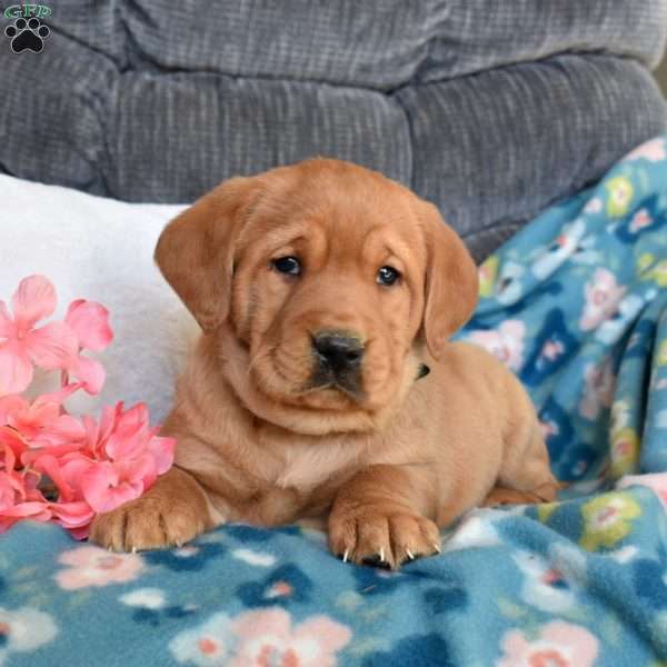 Brody, Fox Red Labrador Retriever Puppy