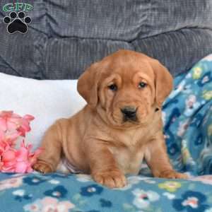 Brody, Fox Red Labrador Retriever Puppy