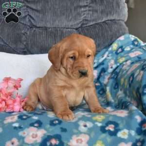 Brody, Fox Red Labrador Retriever Puppy