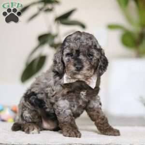 Brooke, Cockapoo Puppy