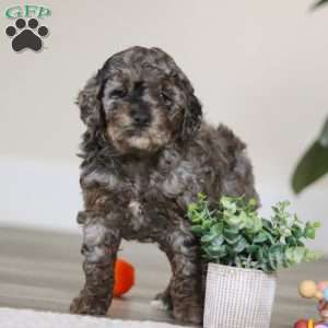 Brooke, Cockapoo Puppy