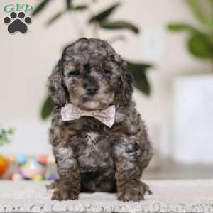 Brooke, Cockapoo Puppy