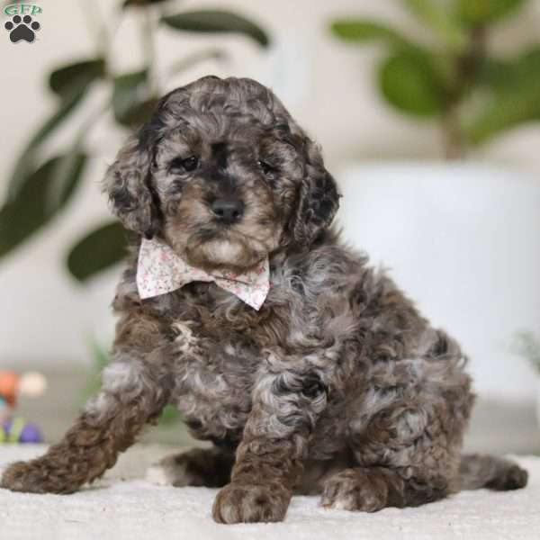 Brooke, Cockapoo Puppy