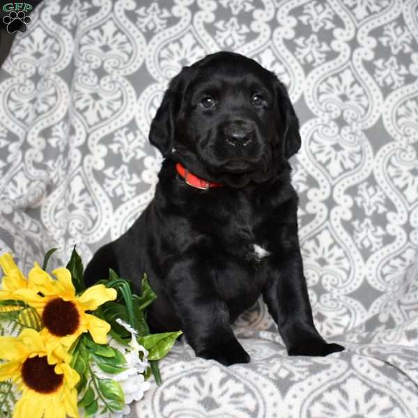 Brookie, Black Labrador Retriever Puppy
