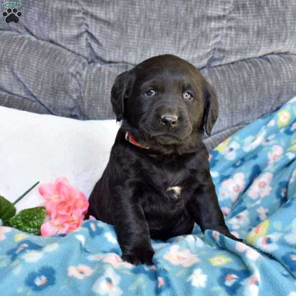 Brookie, Black Labrador Retriever Puppy