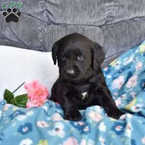 Brookie, Black Labrador Retriever Puppy