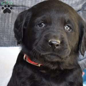 Brookie, Black Labrador Retriever Puppy