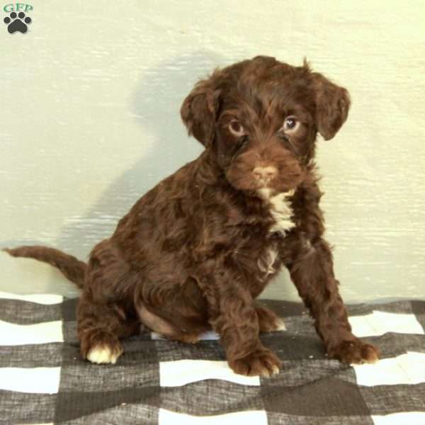 Bruce, Portuguese Water Dog Puppy