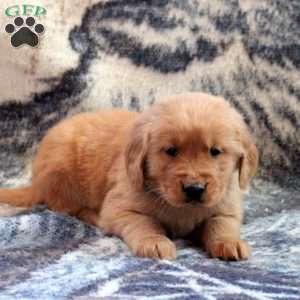 Bruce, Golden Retriever Puppy