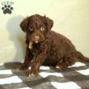 Bruce, Portuguese Water Dog Puppy