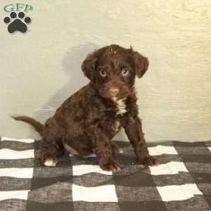 Bruce, Portuguese Water Dog Puppy