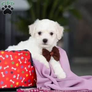 Bruno, Bichon Frise Puppy