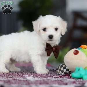 Bruno, Bichon Frise Puppy
