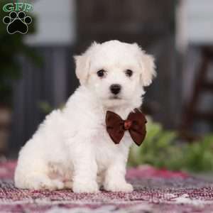 Bruno, Bichon Frise Puppy