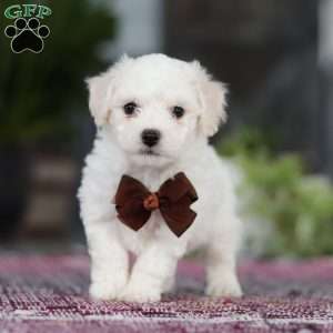 Bruno, Bichon Frise Puppy