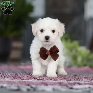 Bruno, Bichon Frise Puppy