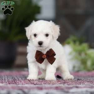 Bruno, Bichon Frise Puppy