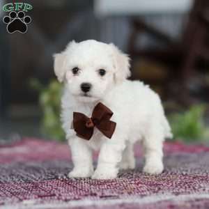 Bruno, Bichon Frise Puppy
