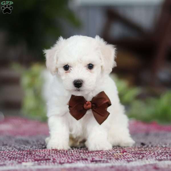 Bruno, Bichon Frise Puppy
