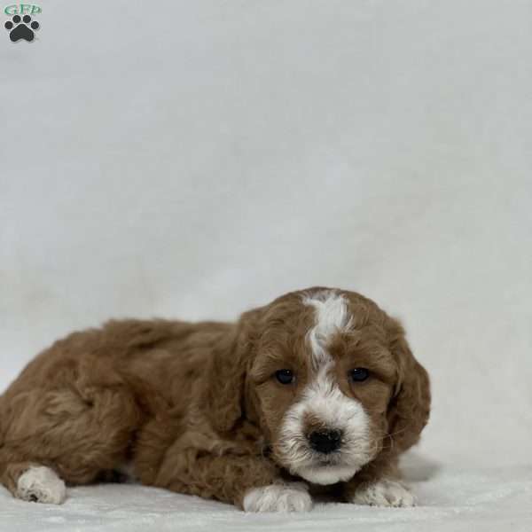 Bruno, Mini Goldendoodle Puppy