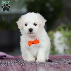 Bryce, Bichon Frise Puppy