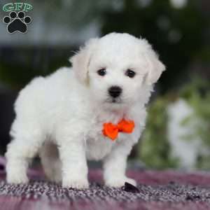 Bryce, Bichon Frise Puppy