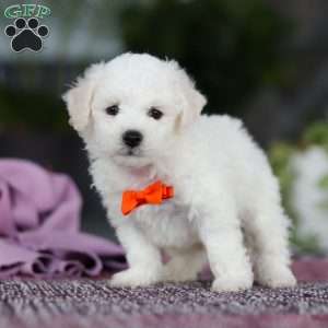 Bryce, Bichon Frise Puppy