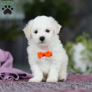 Bryce, Bichon Frise Puppy